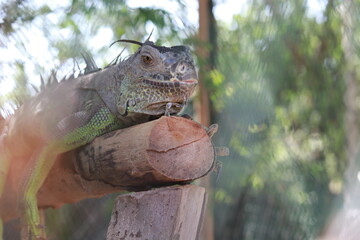 iguana in the zoo
