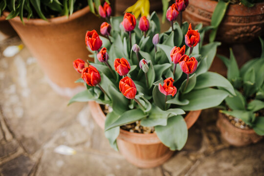 Display of Tulips (Tulipa) in Flowerpots in a Wisley Gardens, England, UK