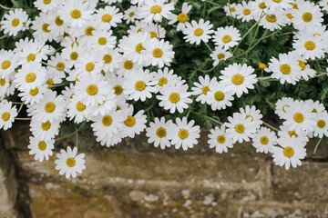 Daisies with stone background in the garden.