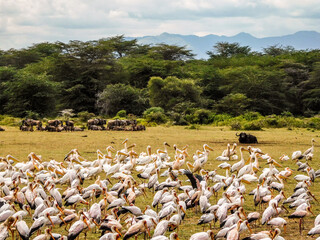 Groups of Pelicans, wildebeest and buffalos