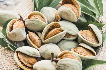 Almonds nuts just from a tree.