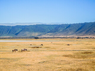 Fototapeta na wymiar Ngorongoro Crater with wildebeest in Tanzania