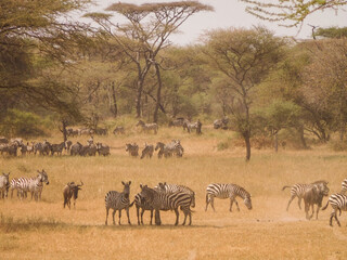 Fototapeta na wymiar Zebra and Wildebeest migration with acacia trees on the background