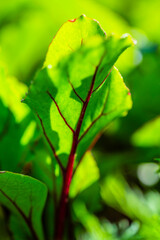 Close up of young beet leaves in the vegetable garden.