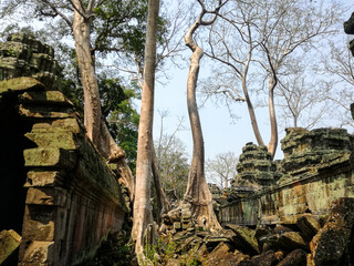 Fototapeta na wymiar Trees in Ta Prohm temple in Angkor Wat complex