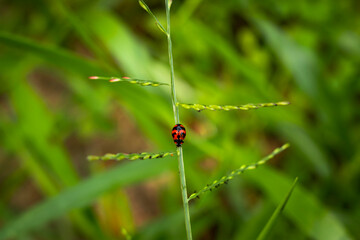 Fototapeta premium Beautiful ladybug on Green Grass in the sunshine of summer.