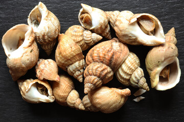 Photograph of a handful of cooked whelks on a slate background for food illustrations