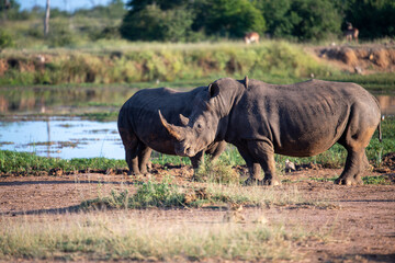 Fototapeta premium The white rhino (Ceratotherium simum) this rhino species is the second largest land mammal. It is 3.7-4 m in length