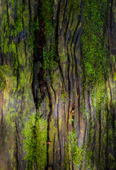 Surface and texture of the grain wood covered with green moss lichen