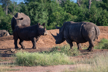 The white rhino (Ceratotherium simum) this rhino species is the second largest land mammal. It is...