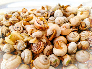 Tasty snail snack with light background