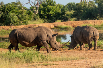 Fototapeta premium The white rhino (Ceratotherium simum) this rhino species is the second largest land mammal. It is 3.7-4 m in length