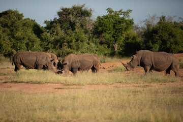 Naklejka premium The white rhino (Ceratotherium simum) this rhino species is the second largest land mammal. It is 3.7-4 m in length