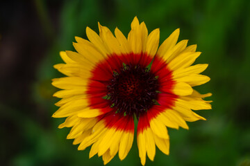 Gaillardia aristata flower in the garden. Shallow depth of field.