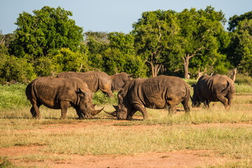 Obraz premium The white rhino (Ceratotherium simum) this rhino species is the second largest land mammal. It is 3.7-4 m in length