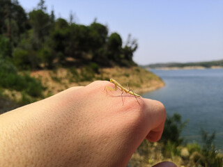 tiny praying mantis on hand
