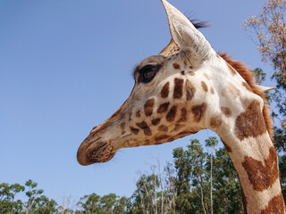 Juvenile giraffe close up portrait