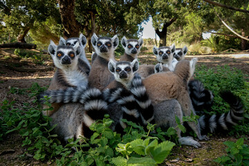 Family group photo of ring tailed lemurs © José Eduardo Fontes