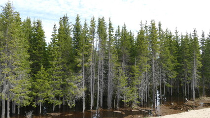 the flooded forest during the spring flood