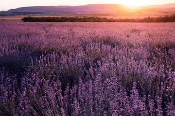 Fototapeta premium Lavender Field in the summer sunset time