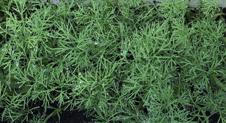 green dill bushes after rain