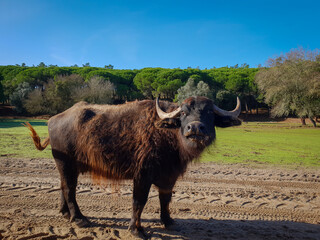 Curious buffalo stands on grass field