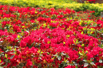 ツツジ　花の絨毯