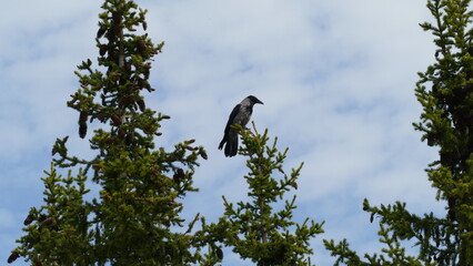 a crow sits on top of a tree