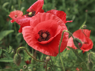 poppy