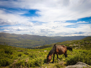Wild horse in open field
