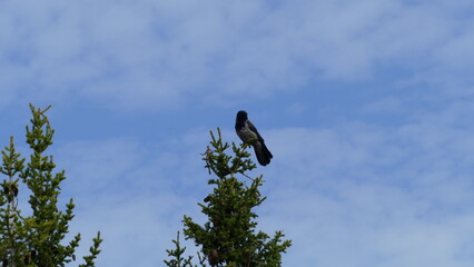 a crow sits on top of a tree