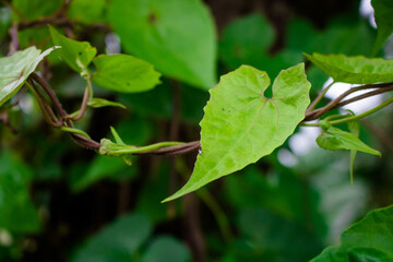 Fototapeta na wymiar A Leaf of Medicine. Different names in different countries, Climbing Hempweed, American rope, Bittervine, Chinese creeper, Mikania vine. Mikania micrantha Asteraceae.