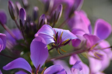 Blühende Spinnenblume (Cleome)