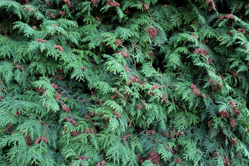 Plexus of thuja branches as a background.