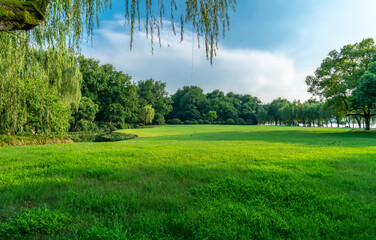 Green trees in the park