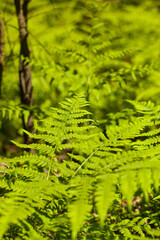 Orlica pospolita, paproć.