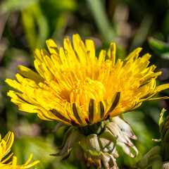Yellow dandelion flowers Taraxacum closeup