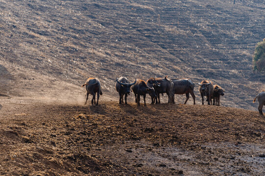 Stiere im Feld in Thailand