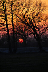 Naklejka premium dramatic orange sunset and tree silhouettes