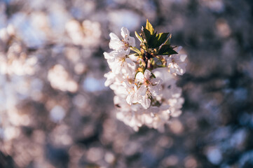 Beautiful blossoming tree on spring season. Close-up photo with great golden hour light.