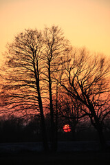 dramatic orange sunset and tree silhouettes