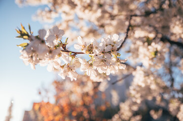 Beautiful blossoming tree on spring season. Close-up photo with great golden hour light.