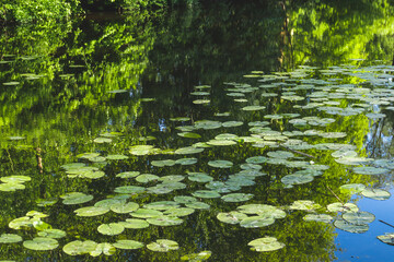 Water lilies in the pond