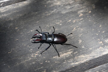 The European stag beetle in nature