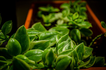 planta verde de interior en maceta