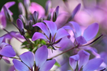 Bl&uuml;hende Spinnenblume (Cleome)