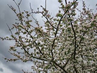 Branches of a blossoming apple tree on a background of gray sky