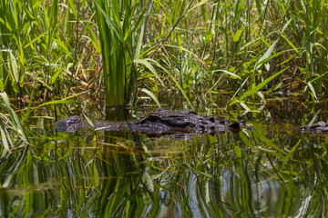 Alligator in Okefenokee Swamp, Charlton County, Georgia, USA