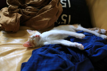 baby ginger cat deep sleep on the sofa