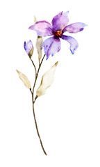 Fototapeta na wymiar Flowers watercolor painting, purple bloom for greeting card, invitation, poster, wedding decoration and other printing images. Illustration isolated on white.